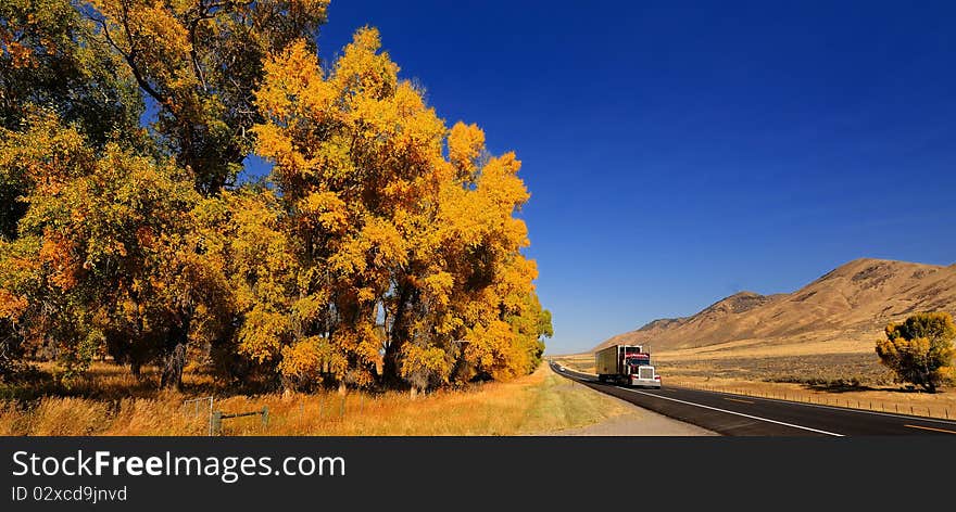 Autumn tree