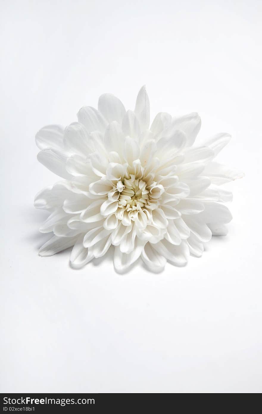 One white flower isolated on white background