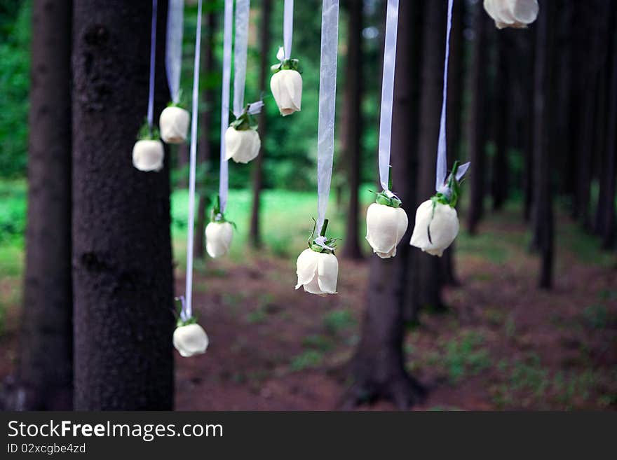 Natural white roses hanging on white satin stripes from the tree