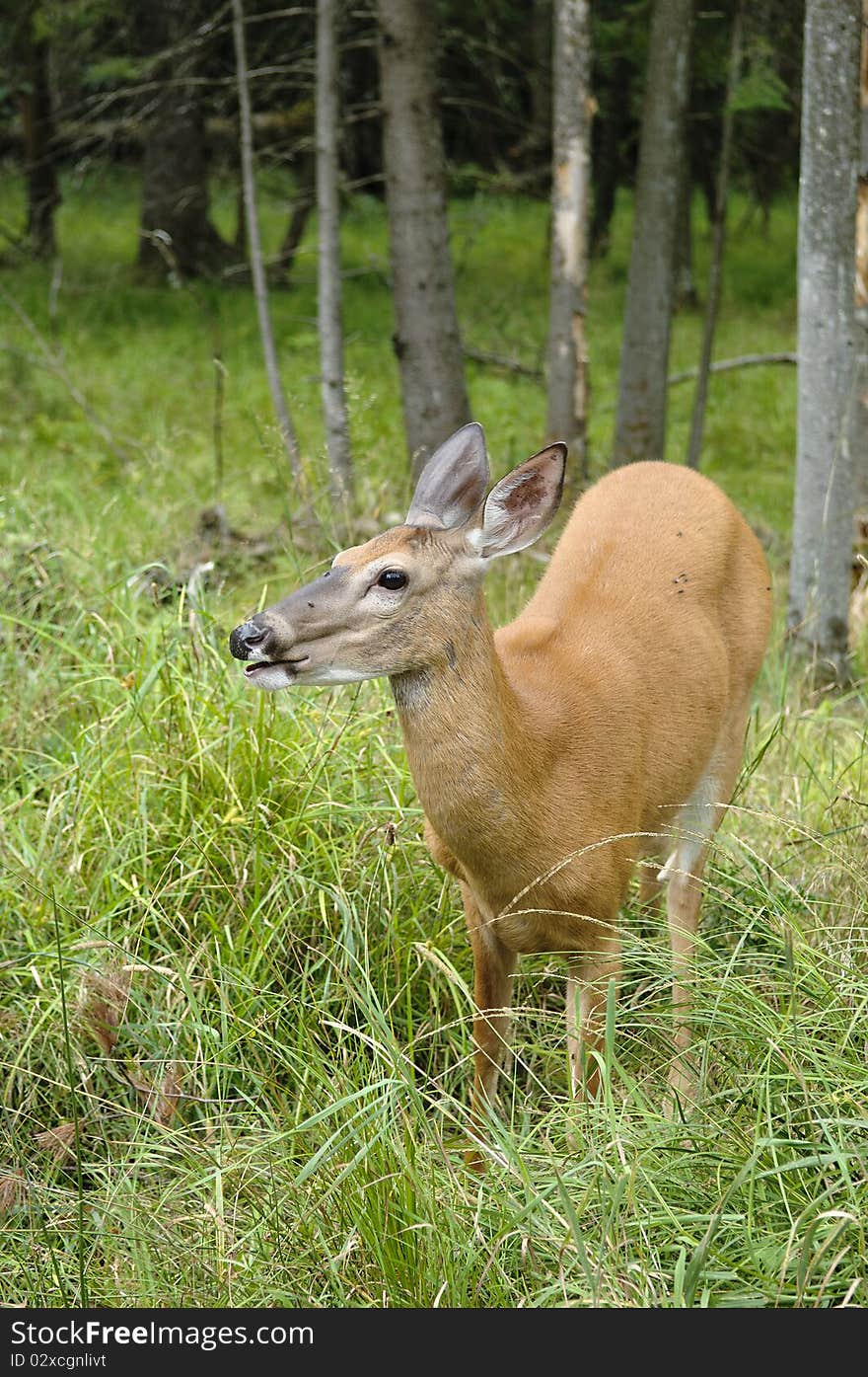 Female deer in the forest