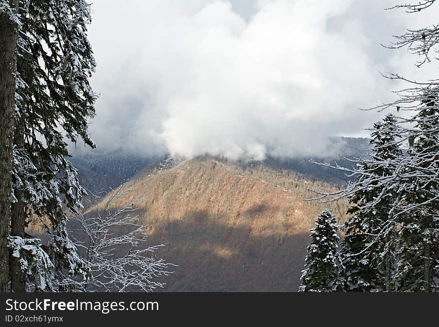 Frozen trees in the winter forest