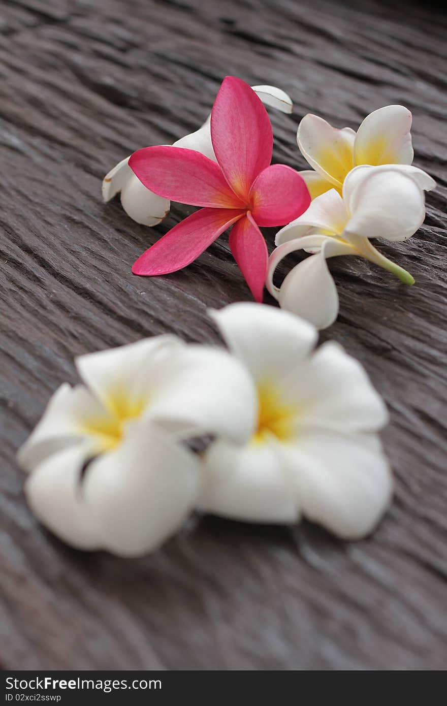 Flower Leelavadee Plumeria