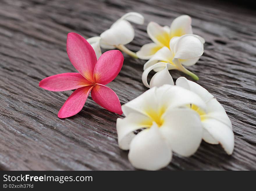 flower Leelavadee Plumeria