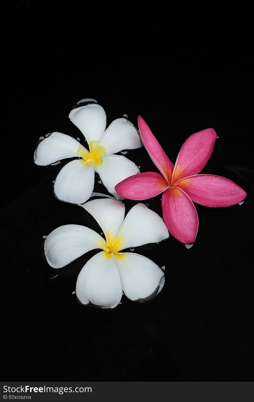 Flower Leelavadee Plumeria