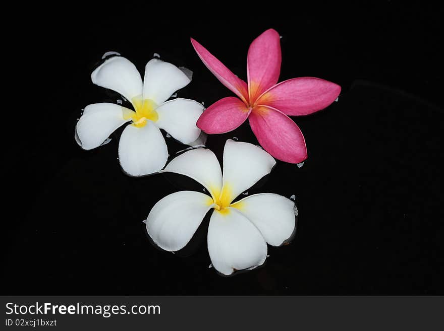 flower Leelavadee Plumeria