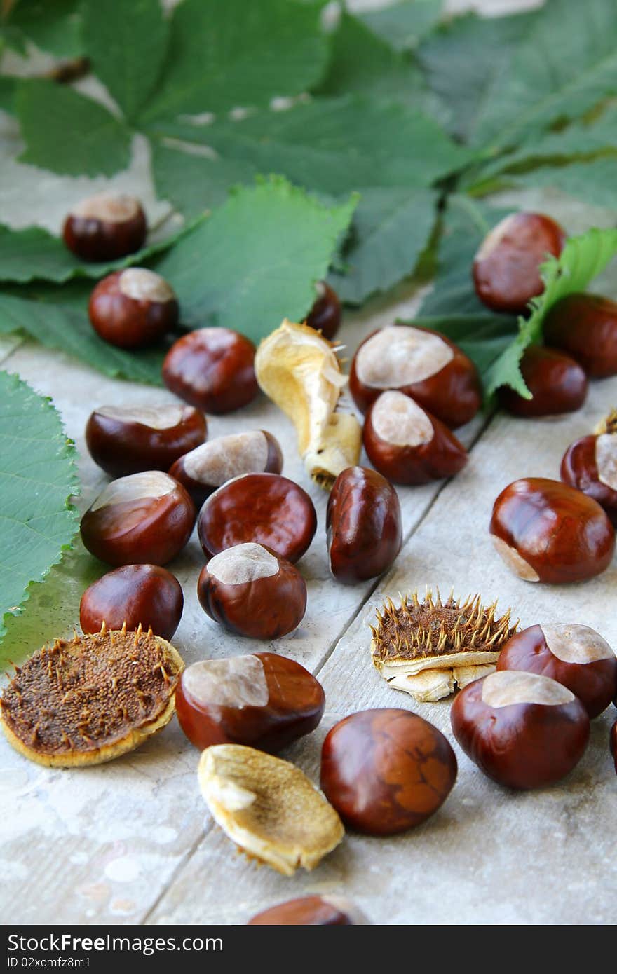 Many chestnut trees with leaves on wooden table. Many chestnut trees with leaves on wooden table