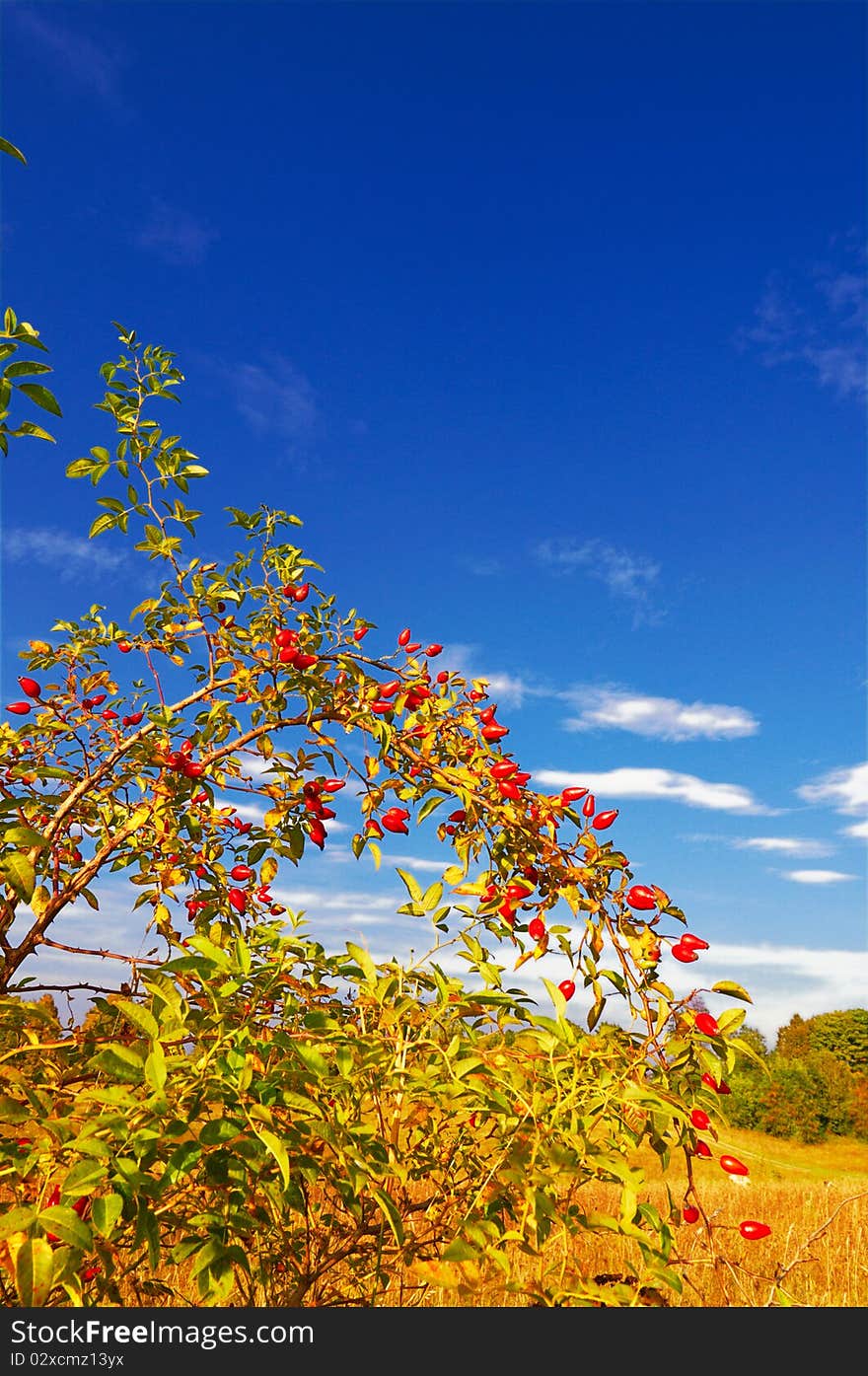 Excellent branch of dogrose and splendid sky. Excellent branch of dogrose and splendid sky.