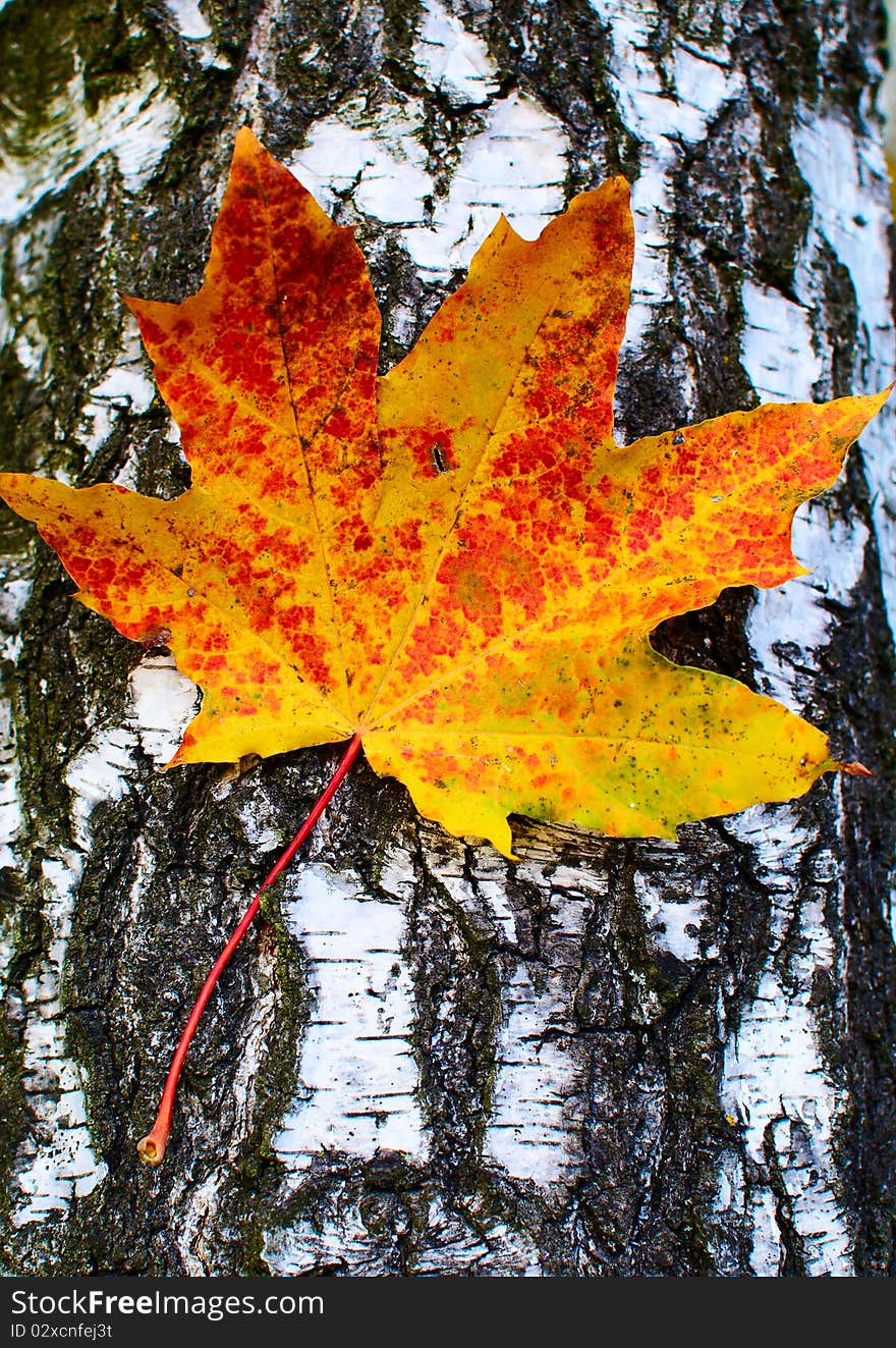 Alone red-yellow maple leaf on the background of a tree trunk. Alone red-yellow maple leaf on the background of a tree trunk