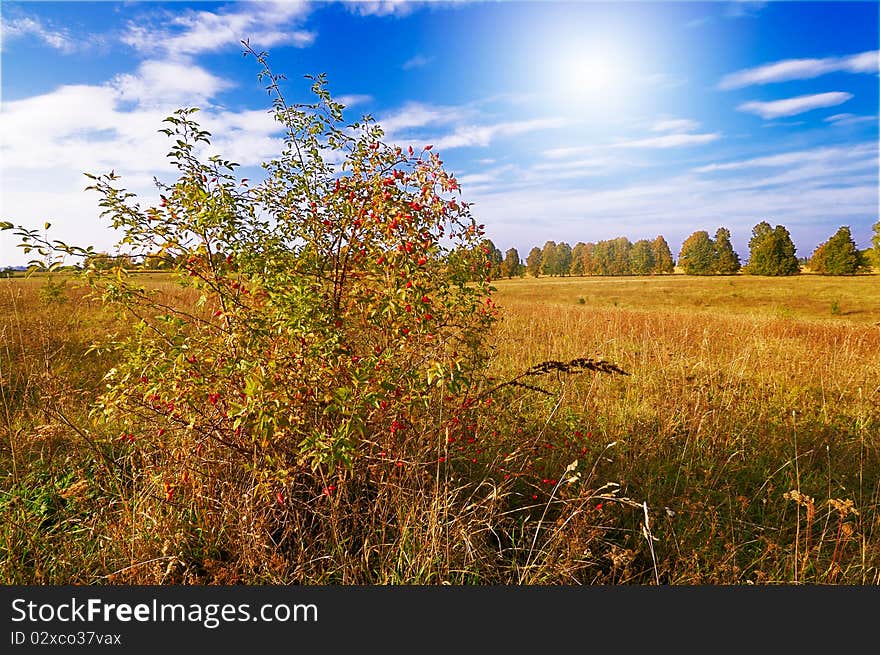 Excellent branch of dogrose and splendid sunrise by october. Excellent branch of dogrose and splendid sunrise by october.