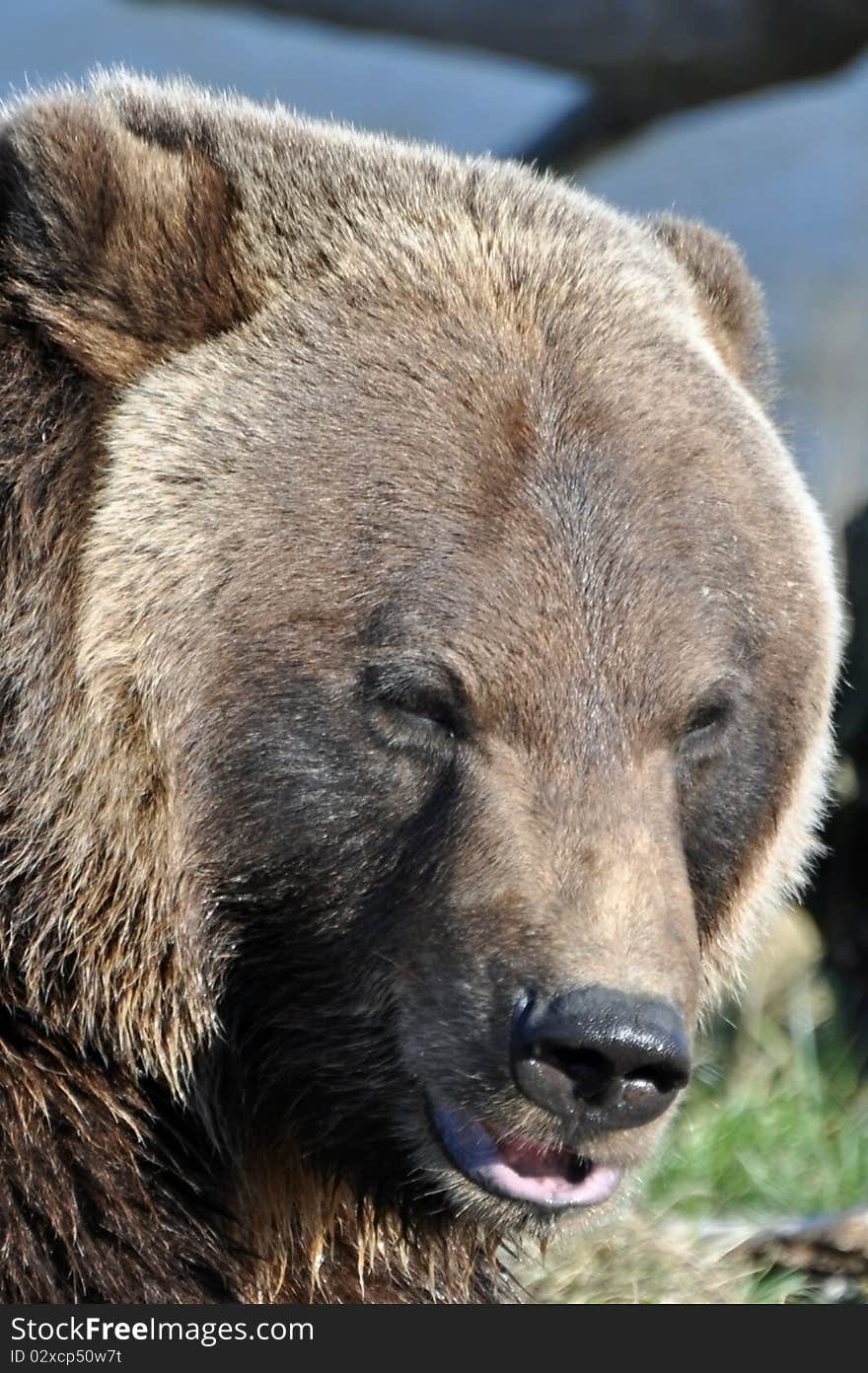 This is a close up of a brown bear