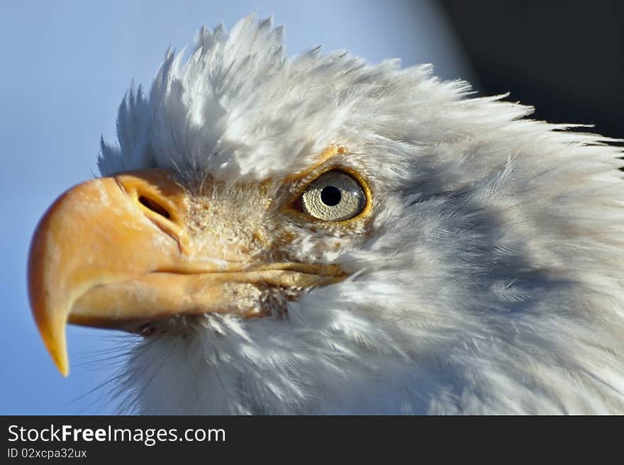 Bald Eagle