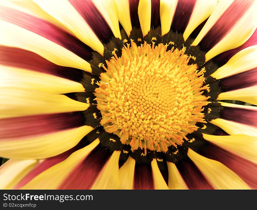 Yellow and red Flower Background