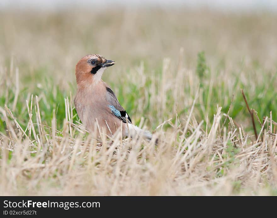 A jay with a seed in its bill.