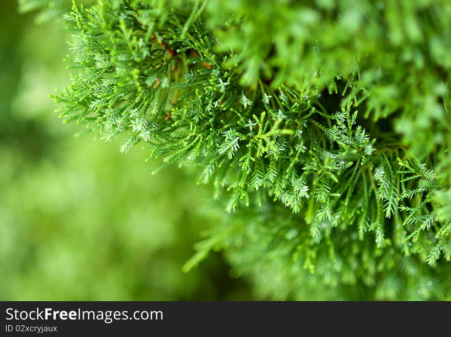 Close up of pine leaves