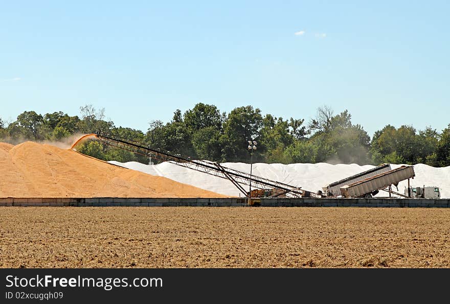 Unloading corn onto a pile from trucks after being harvested