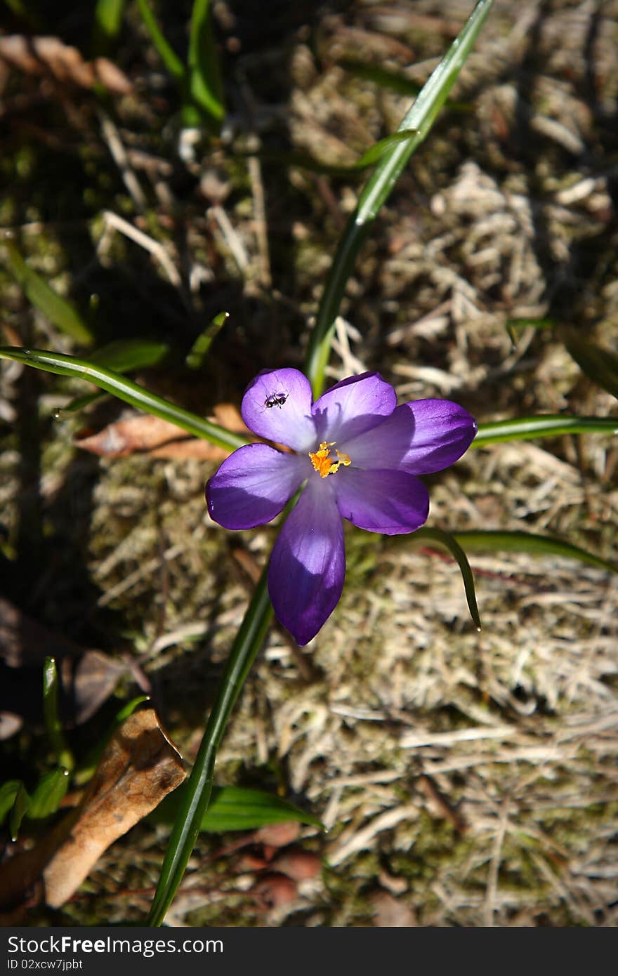 Spring crocus on a meadow close up