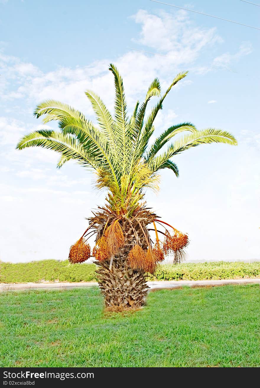 Palm tree growing on a meadow