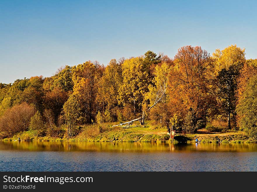 Autumn wood on the bank of a lake. Autumn wood on the bank of a lake