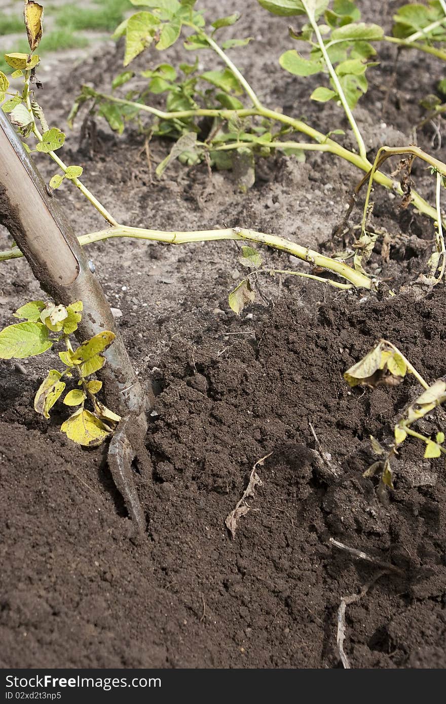 Abundant potato crop in a vegetable garden. Abundant potato crop in a vegetable garden