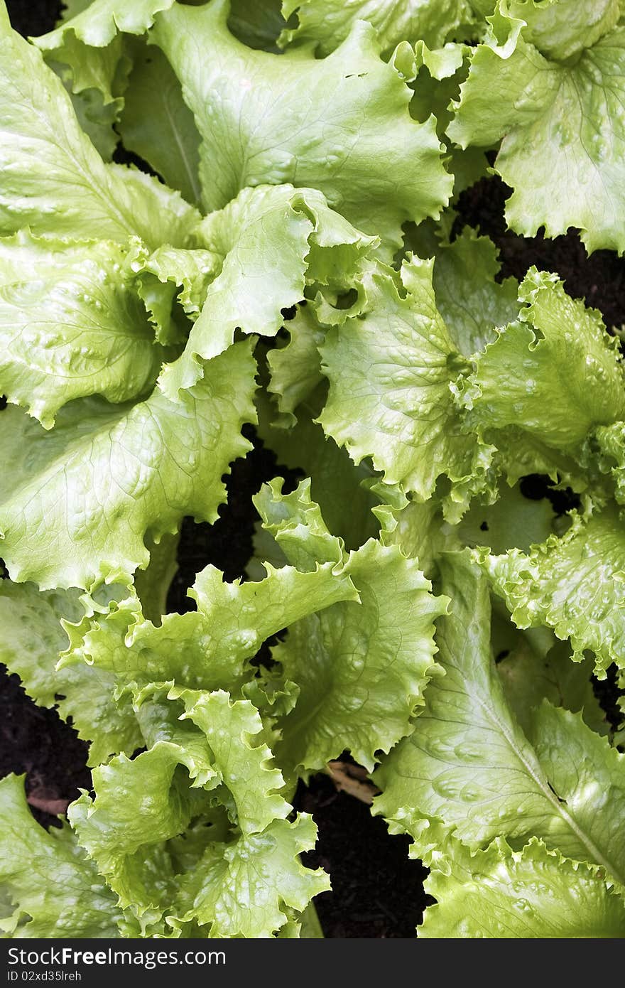 Crisp green salad in a bright light. Crisp green salad in a bright light