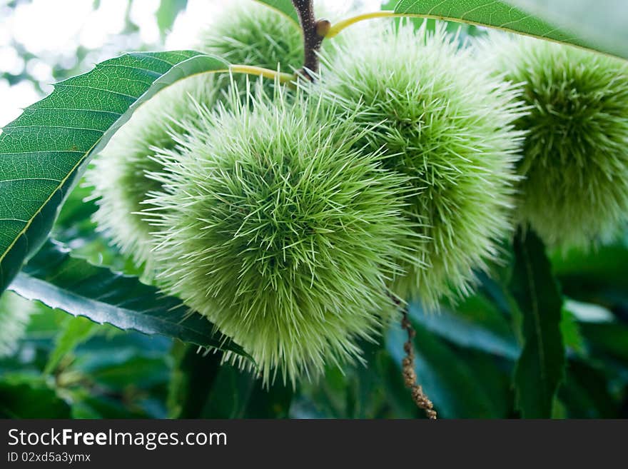 Green Chestnuts