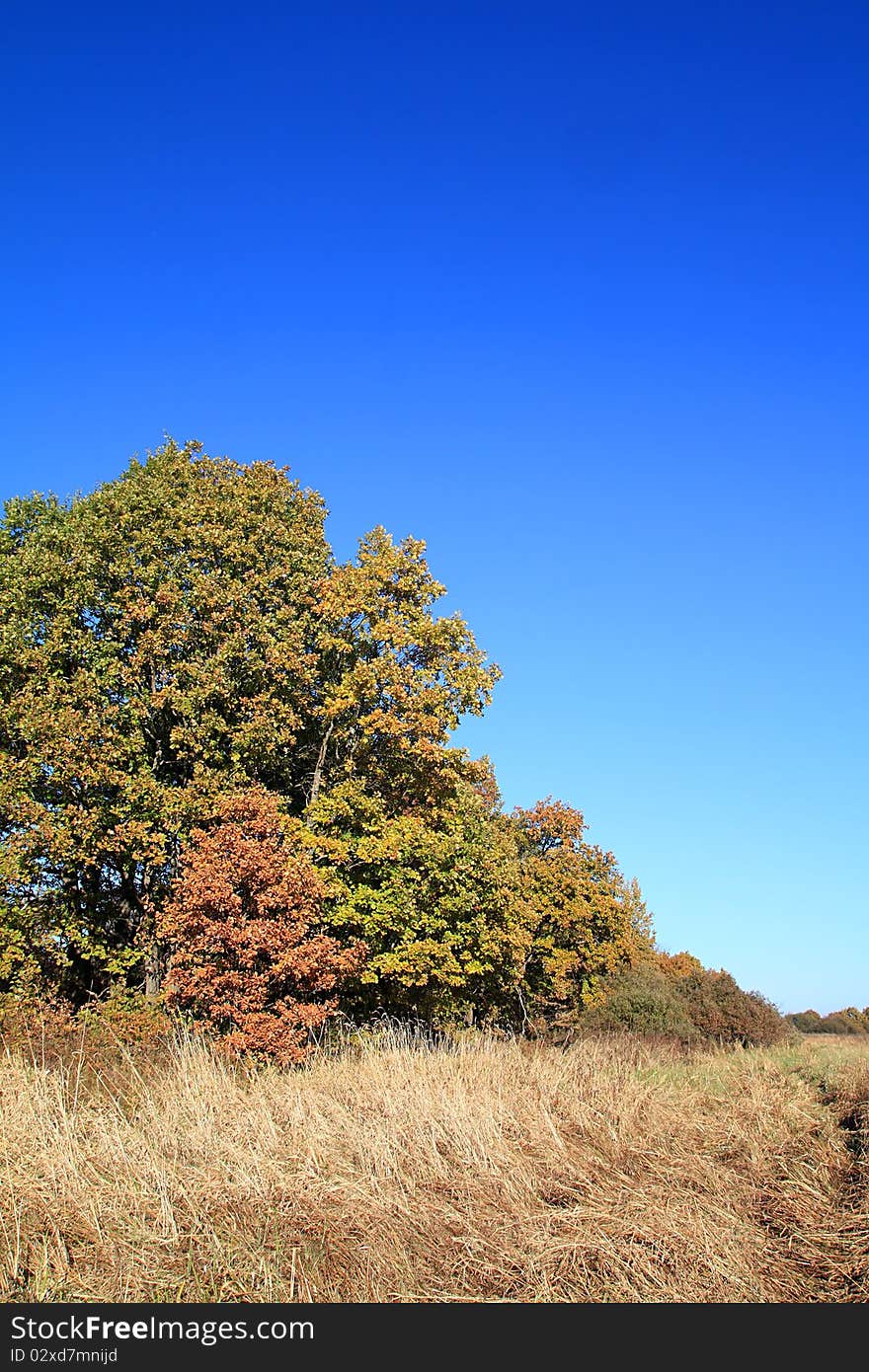 Yellow oak on autumn field