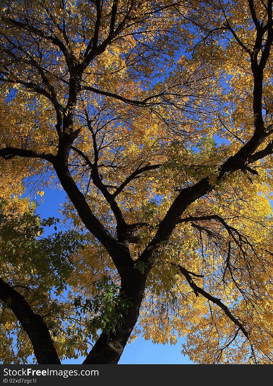 An autumn tree with blue sky