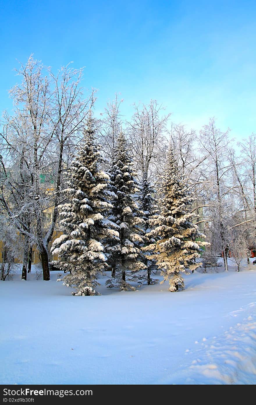 Small fir trees in town park. Small fir trees in town park