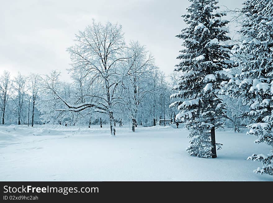 Tree In Park