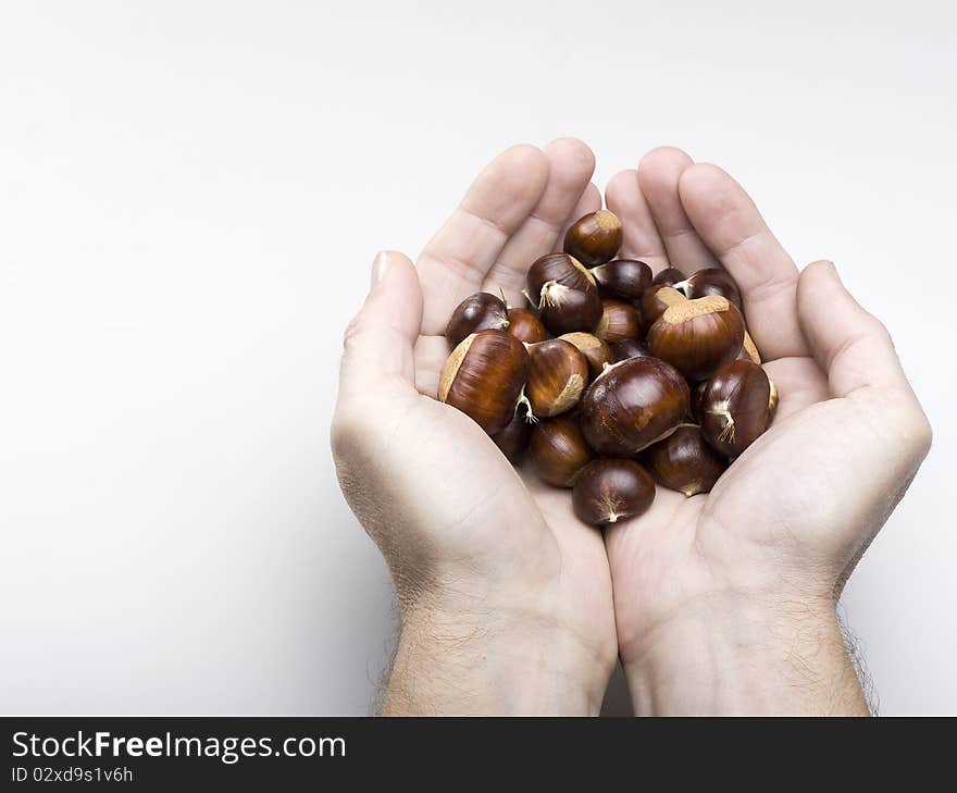 Hand holding chestnuts on white background