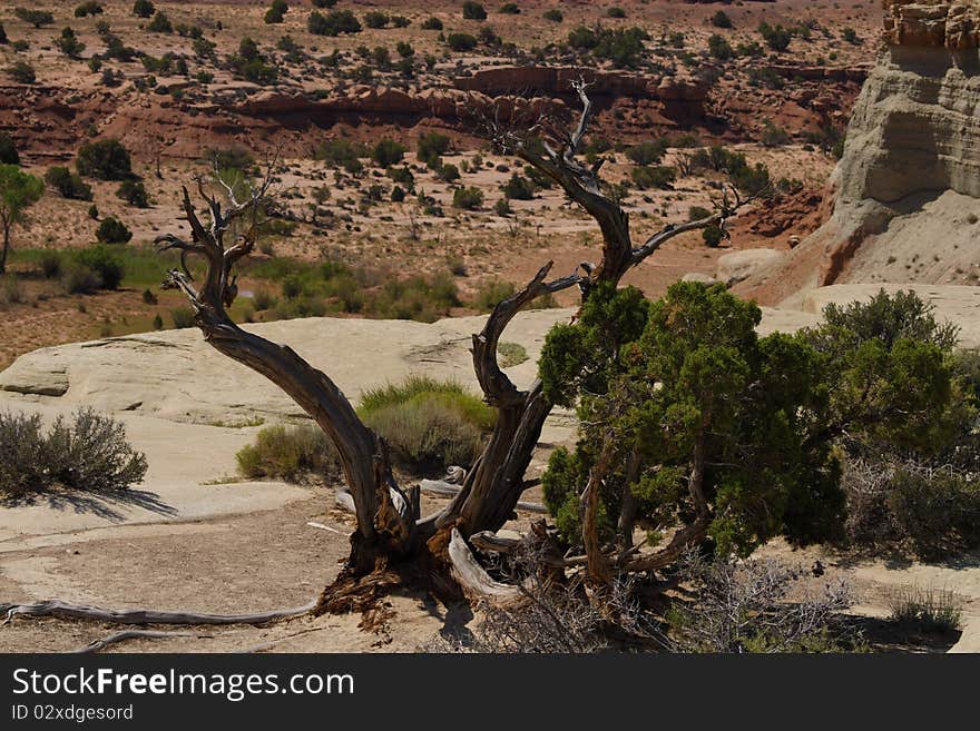 A tree growing in the Utah desert. A tree growing in the Utah desert.