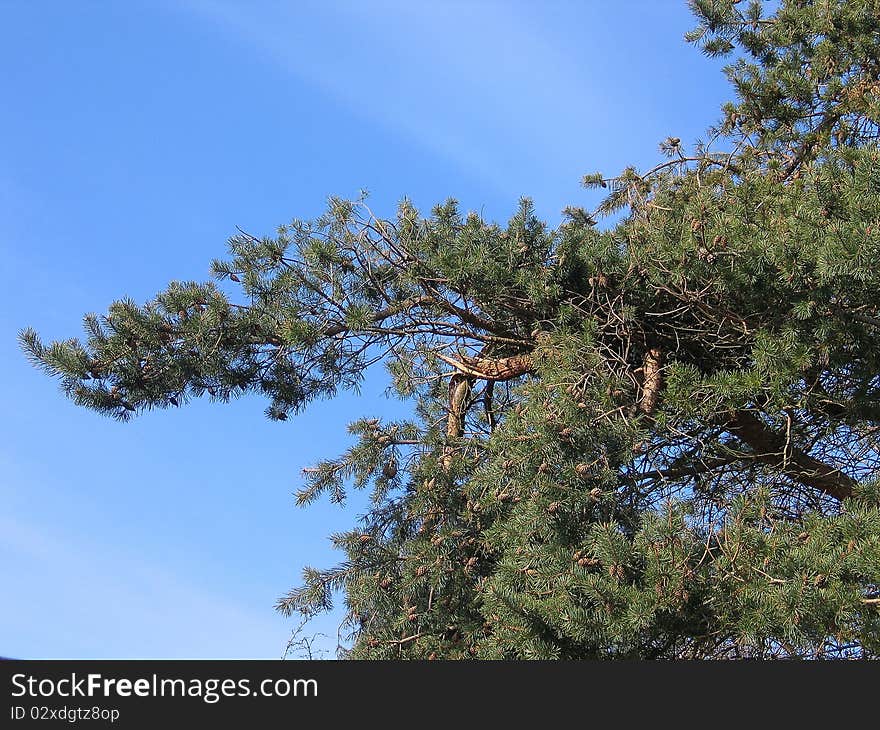 Tall pine trees outdoors forest with clear blue sky background. Tall pine trees outdoors forest with clear blue sky background