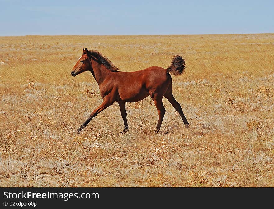 Little horse in the field