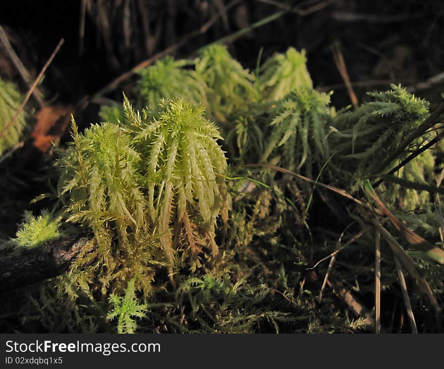 Sunlight on bog