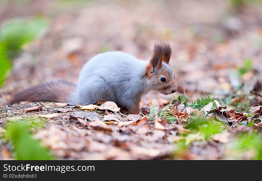 Curious squirrel in a park