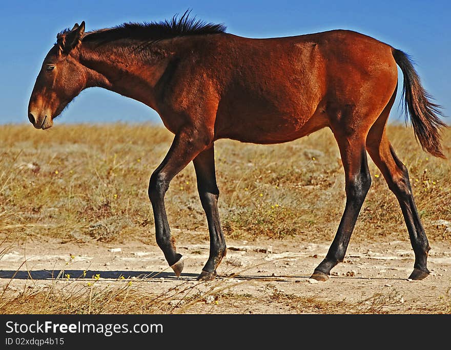 Beautiful horse in the field