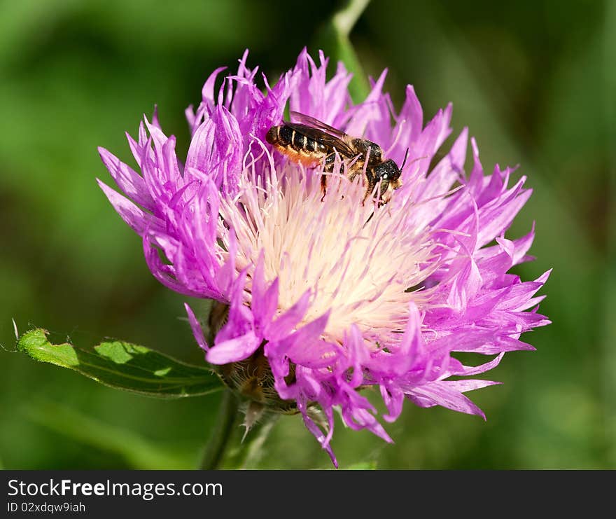 Honeybee on a thistle