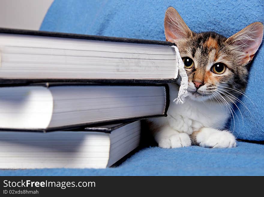 Cute kitten with a books on a blue background