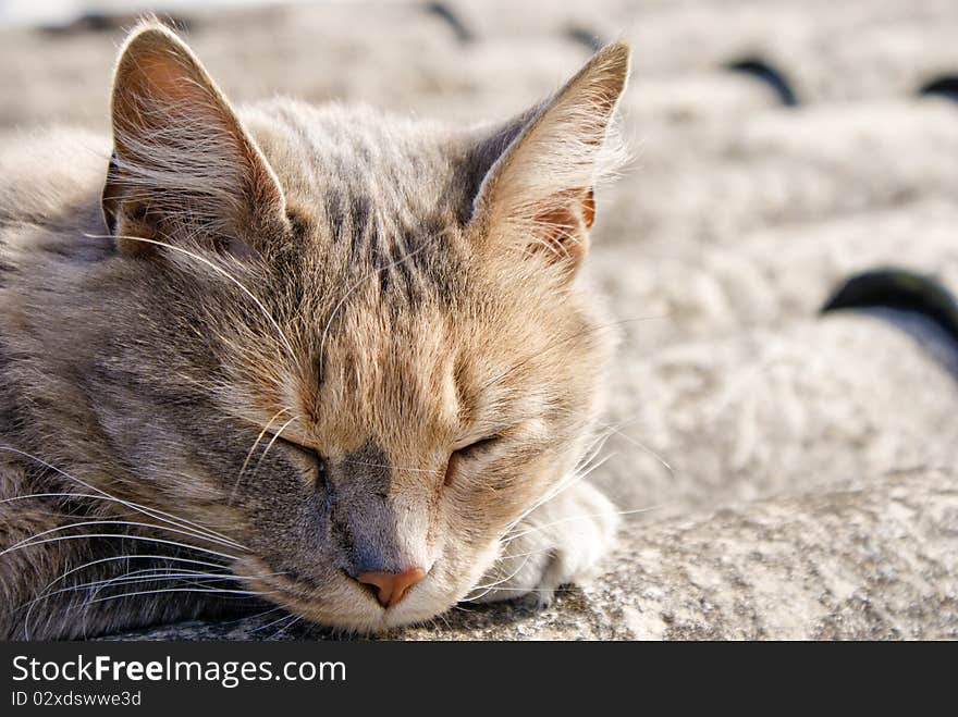 Street cat sleeping on a roof