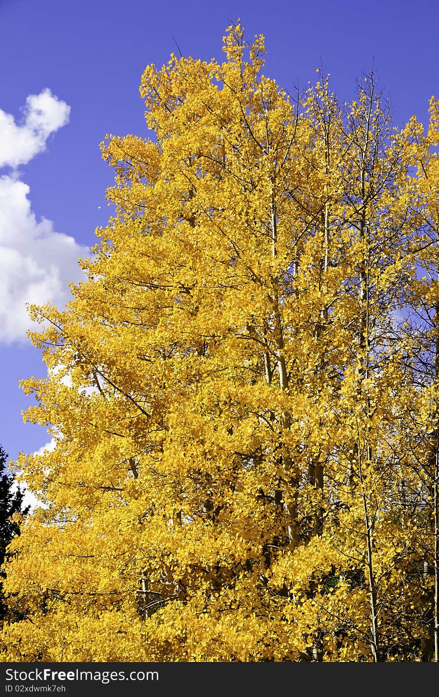 Yellow aspen leaves