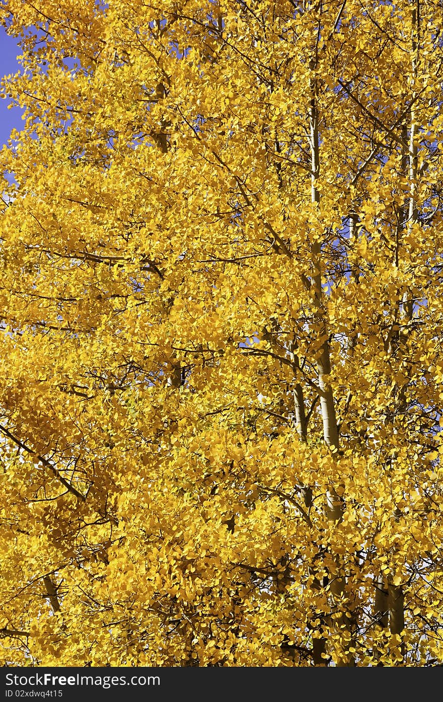 Yellow And Red Aspen Leaves