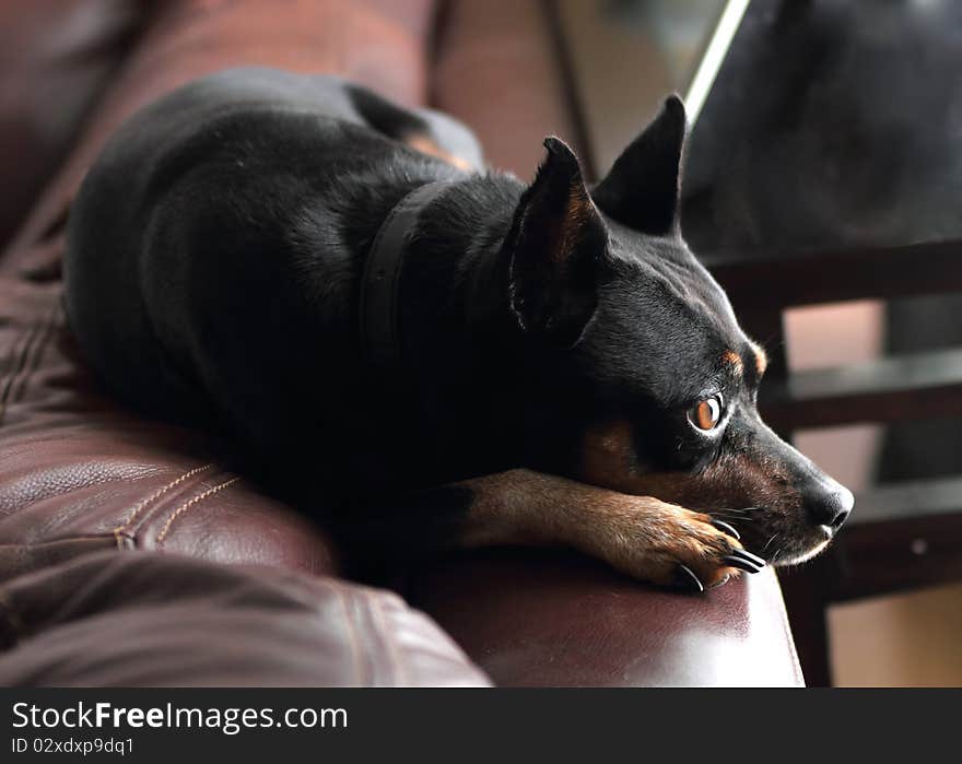 Miniature pinscher