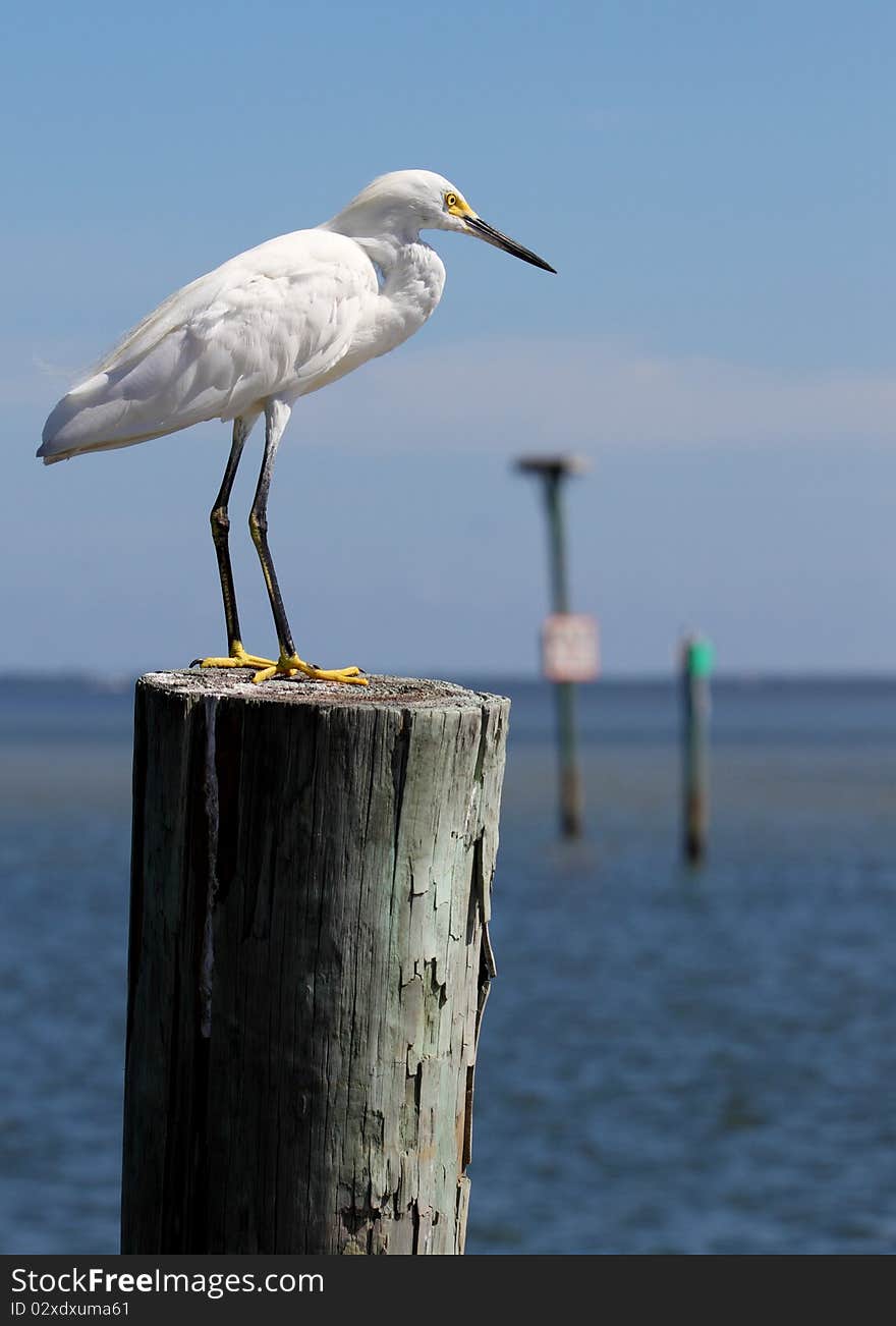 White Egret