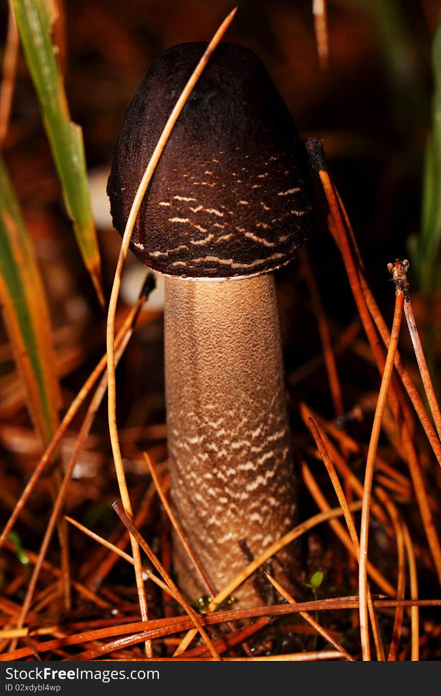 Photo of forest mushroom in its natural habitat