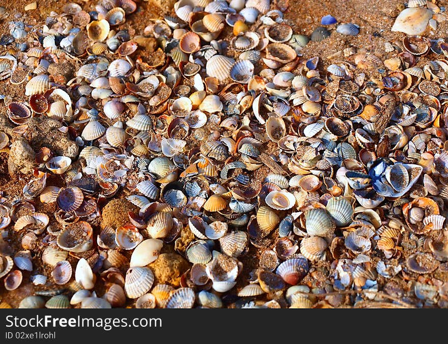 A lot of seashells on a sand beach