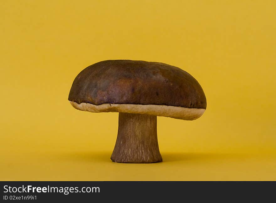 Boletus