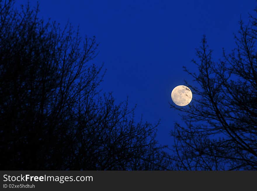 Full moon over the trees. Full moon over the trees