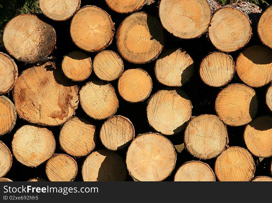 Wooden wall of severel trees