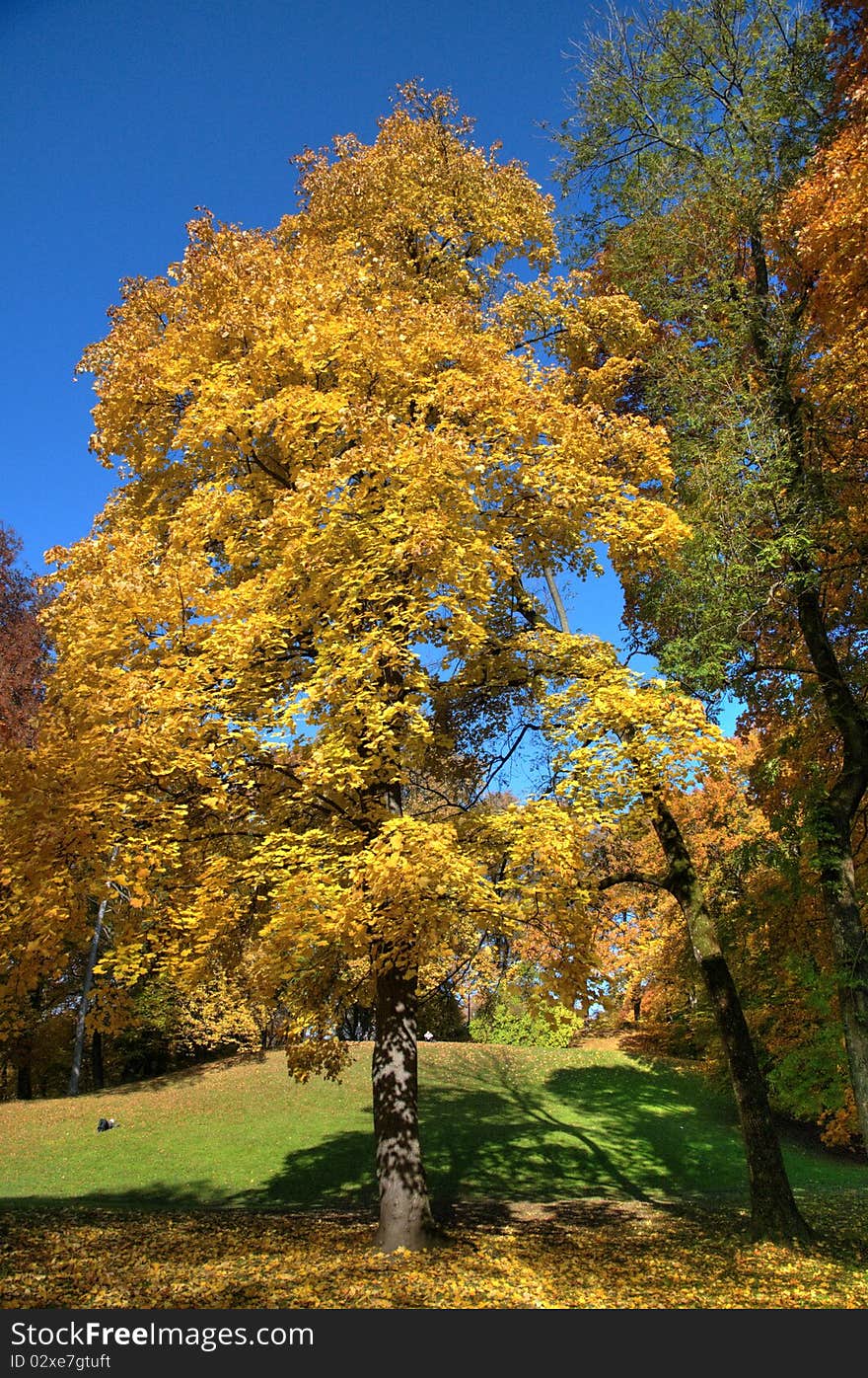 Forest in Germany during a walk