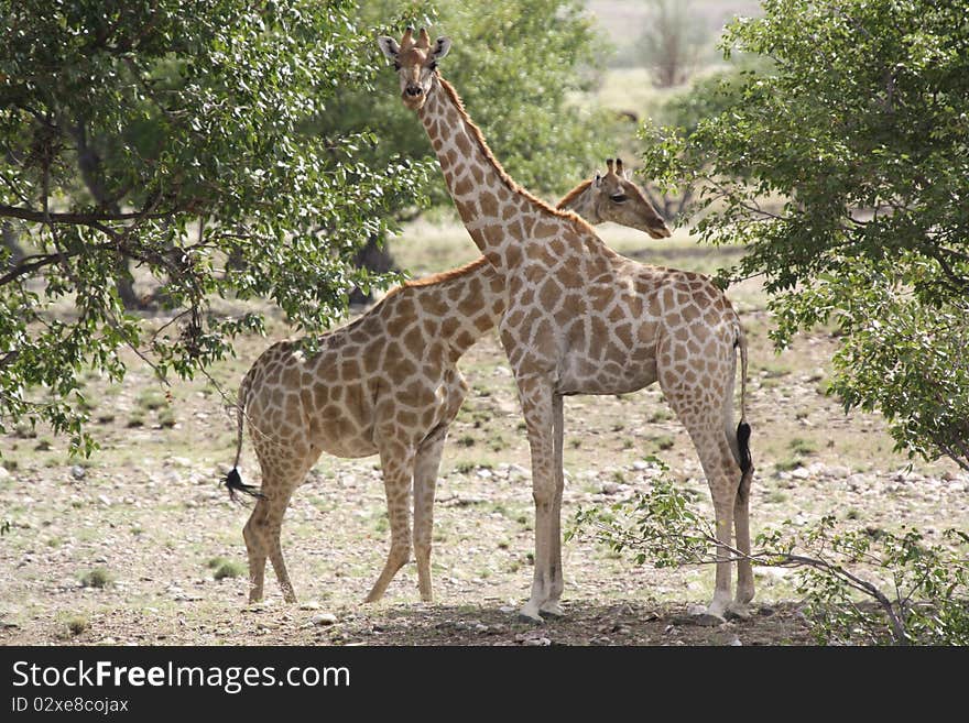 Giraffe Love